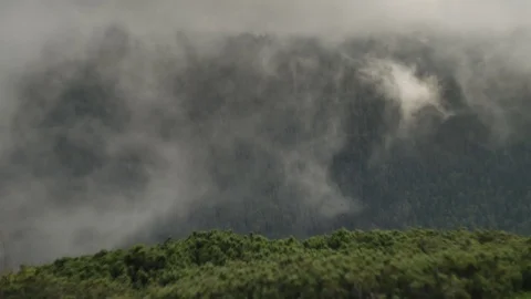 Spruce with cones in mountain top on background of a rapidly running clouds Stock Footage 77572861