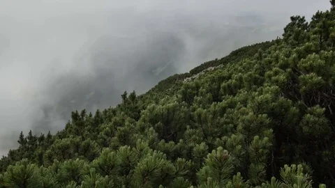 Spruce with cones in mountain top on background of a rapidly running clouds Vídeos de archivo 77616926