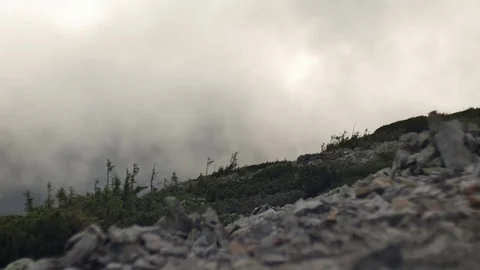 Spruce with cones in mountain top on background of a rapidly running clouds Vídeos de archivo 77620764