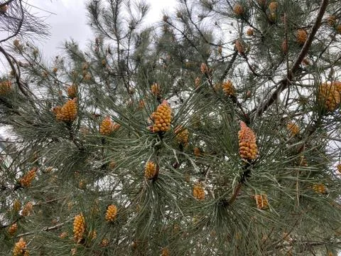 Spruce with cones in the park Stock Photos