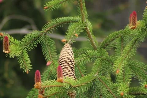 Spruce cones Stock Photos
