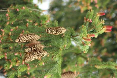 Spruce cones Stock Photos
