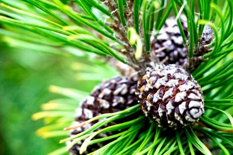 Spruce Cones 写真素材