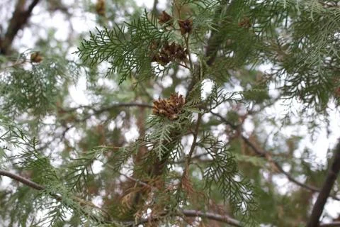 Spruce with cones. Stock Photos
