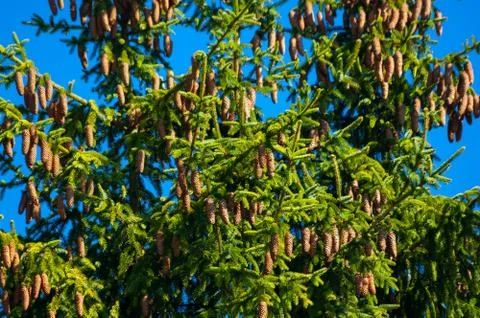 A spruce cones. Stock Photos