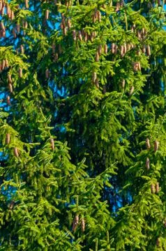 A spruce cones. Stock Photos