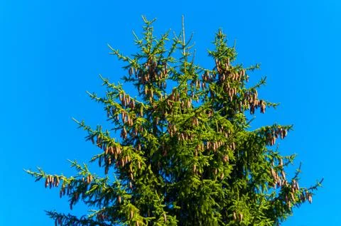 A spruce cones. Stock Photos