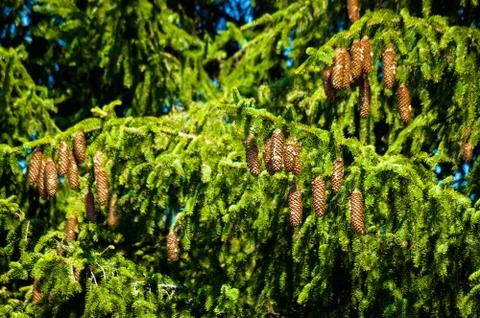 A spruce cones. Stock Photos