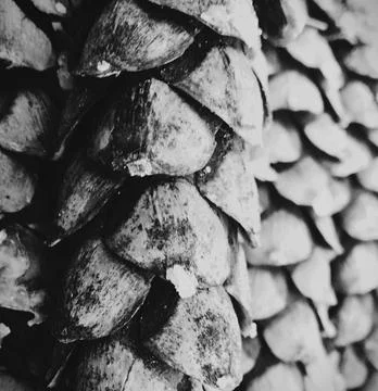 Spruce Cones Stock Photos