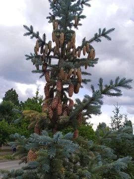 Spruce with cones Stockfoto's