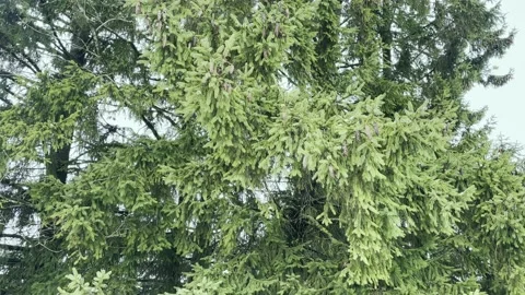 Spruce with cones. Pine. Background Stock Footage 235525975