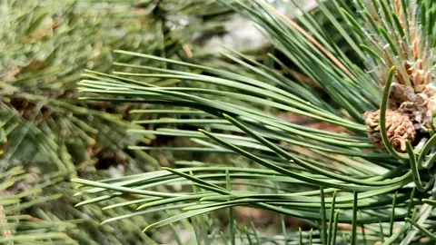 Spruce cones on a pine tree, old and new Stock Footage 155067719