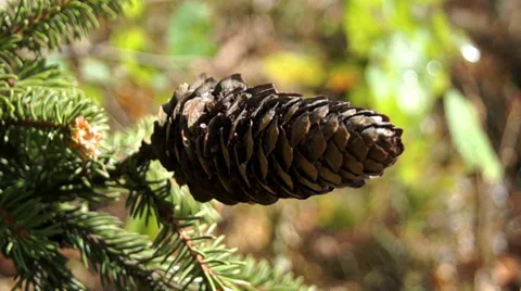 Spruce cones in a sunny summer forest Video stock 39844549
