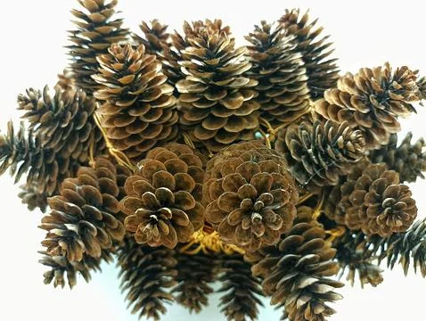 Spruce cones tied with thread in one heap Stock Photos