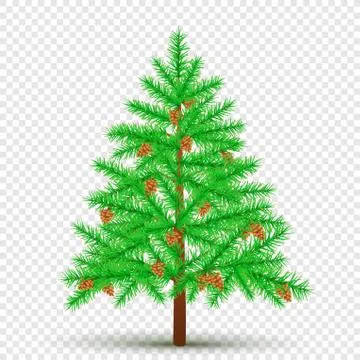 Spruce with cones transparent background Stock Illustration