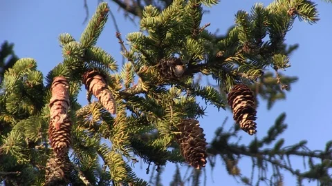 Spruce Cones on A Tree Stock Footage 104012124