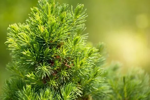 Spruce Conica Stock Photos