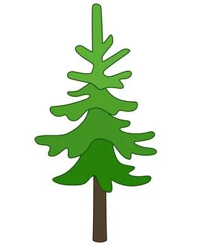 Spruce, coniferous evergreen tree - vector full-color image. Christmas tree Stock Illustration