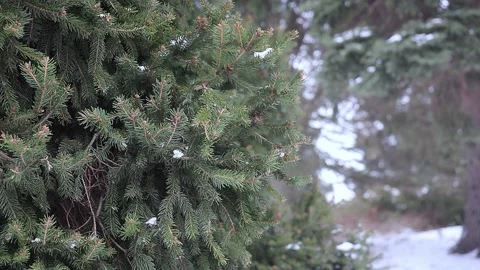 Spruce. Coniferous tree branches in the wind Stock Footage 168765349
