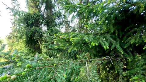 Spruce. Coniferous tree close-up. Vídeos de archivo 278181986