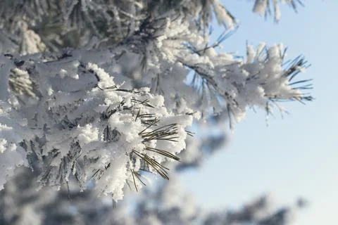 Spruce is covered with snow after snowfall. Stock Photos