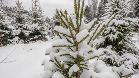 Spruce covered with snow on the background of a winter forest in cloudy weath Vídeo Stock 146827877
