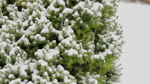 Spruce covered in snow Stock Footage 100701484