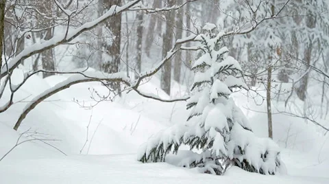 Spruce covered with snow in forest. Stock Footage 35204004