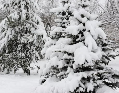 Spruce covered with snow in forest. Stock Photos