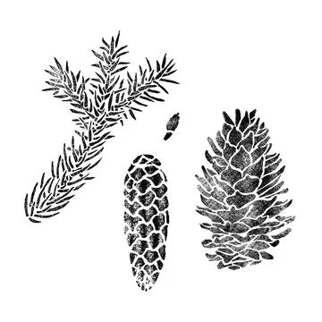 Spruce elements for design isolated on white. Picea branch, cone, seed. Stock Illustration