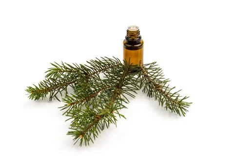 Spruce essential oil in a bottle, with fresh spruce twigs on white background Stock Photos