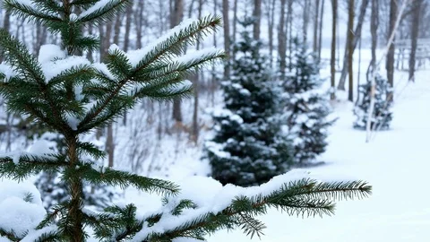 Spruce evergreen tree with snow on branches in winter snowfall - outdoor. Stock Footage 102232522