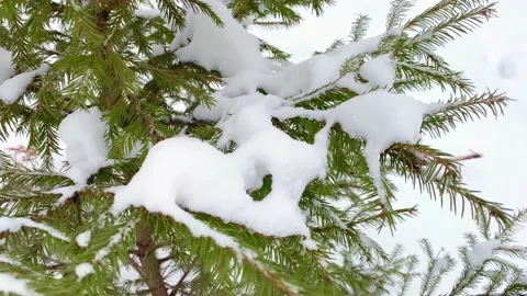 Spruce fir tree branches. Close up. Video stock 167123511