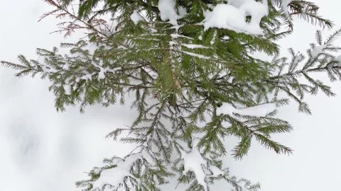 Spruce fir tree branches Stock Footage 167124116
