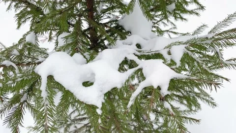 Spruce fir tree branches in winter Stock Footage 167213536
