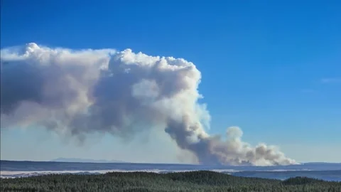 Spruce Fire Timelapse Stock Footage 169431875