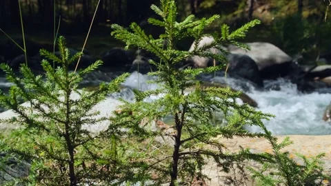 Spruce on flowing water background. Stock Footage 221158009