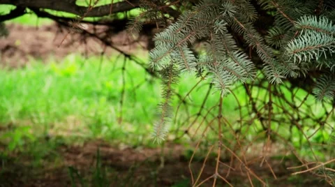 Spruce Vidéo 8557925