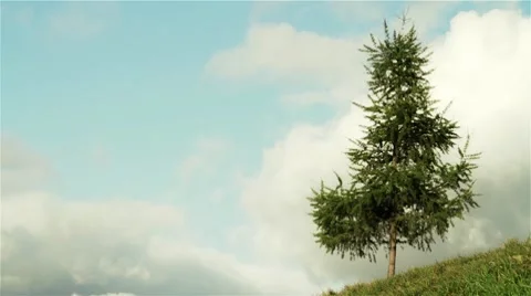 Spruce Vidéo 8836458