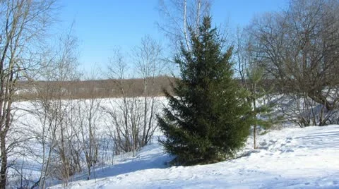 Spruce Stock-Footage 21967080