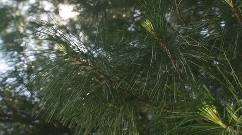 Spruce Video stock 27240639