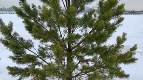 Spruce Stock Footage 157270334