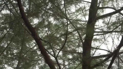 Spruce Video stock 210612714