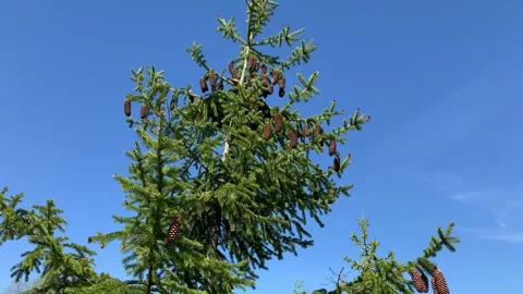 Spruce Stock Footage 297800442