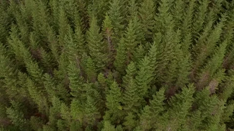 Spruce forest aerial flyover Stock Footage 61841013