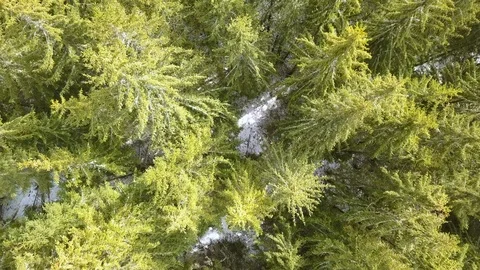 Spruce Forest. Aerial View Stock Footage 106463346