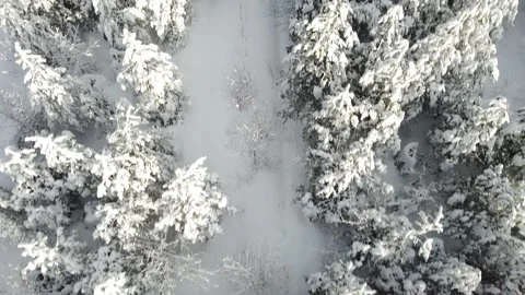 Spruce forest  Aerial view Stock Footage 223380229