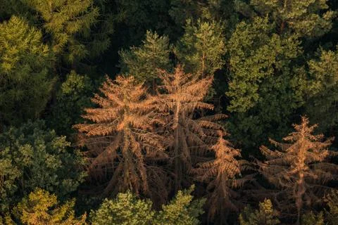 Spruce forest affected by bark beetle on aerial view Stock Photos