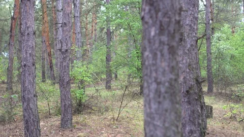Spruce forest after the rain Stock Footage 129680000