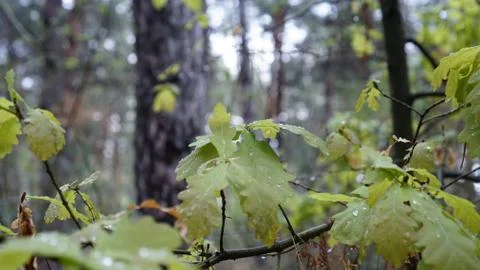 Spruce forest after rain Фото